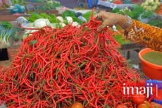 Audisi The Voice Kids Indonesia Season 3 Berlangsung di Istana Koki Medan Besok 